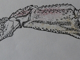 Crab Claw.JPG